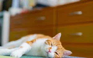 行動が続かない